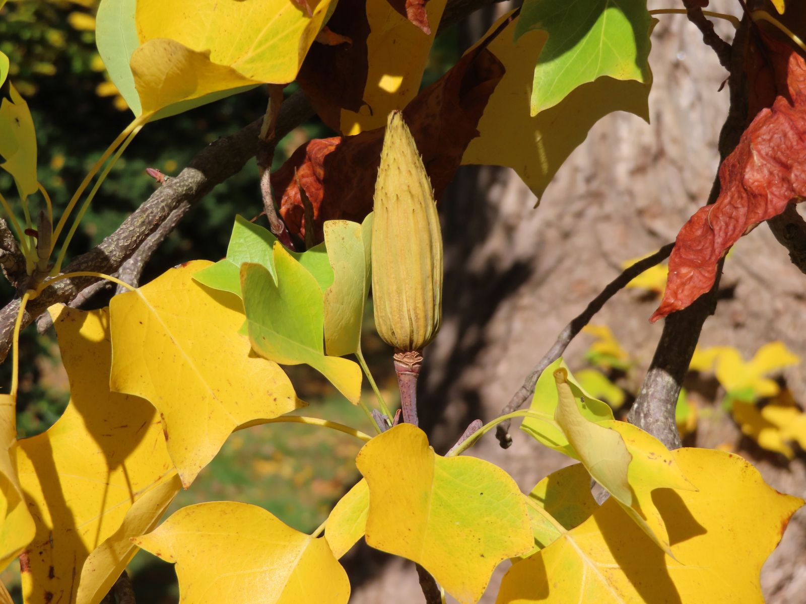 SD166_Tulpenbaum im Schlosspark Reichstädt_Frucht_(10/2022)