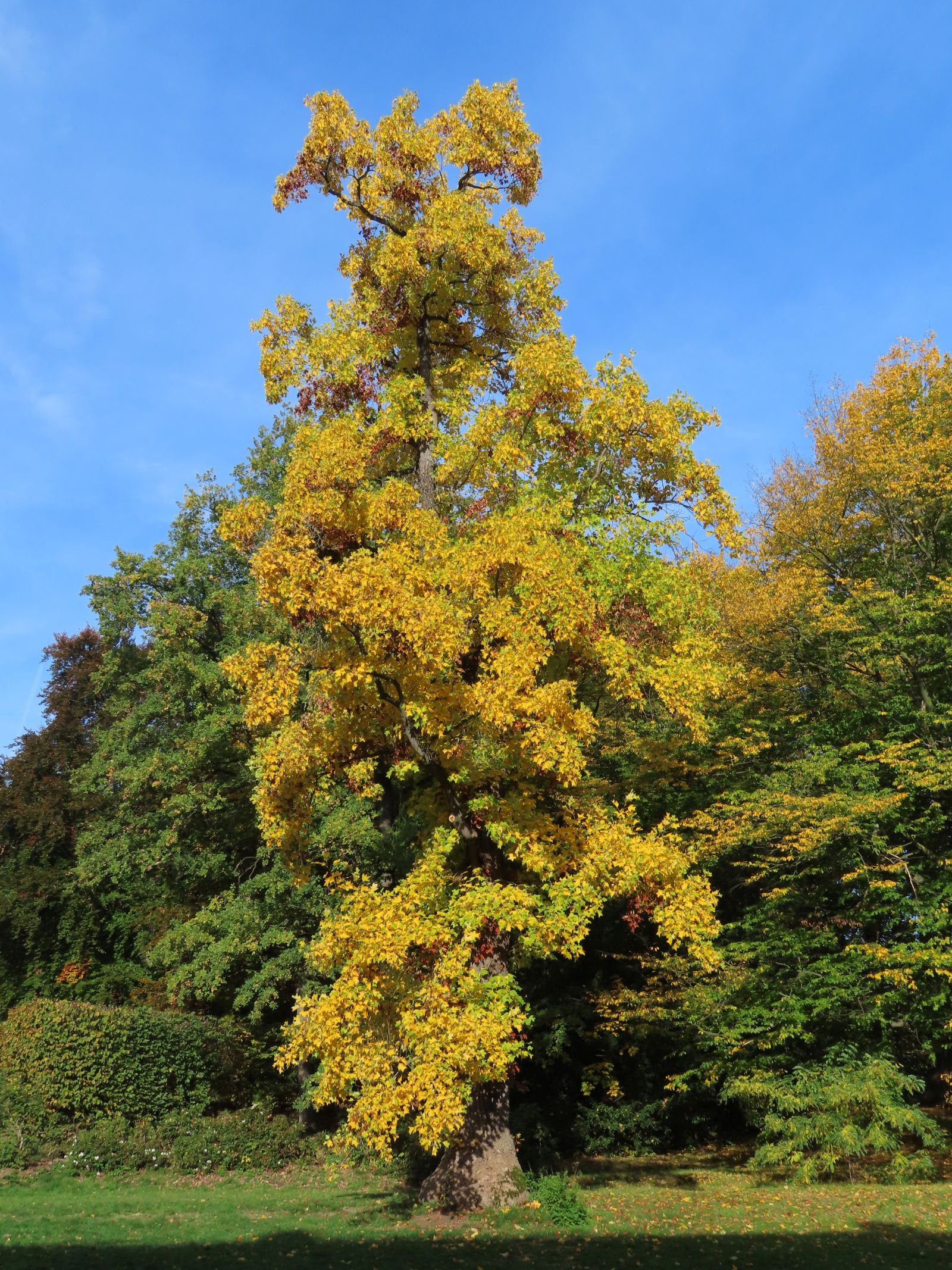 SD166_Herbstaspekt des Tulpenbaums im Schlosspark Reichstädt_(10/2022)