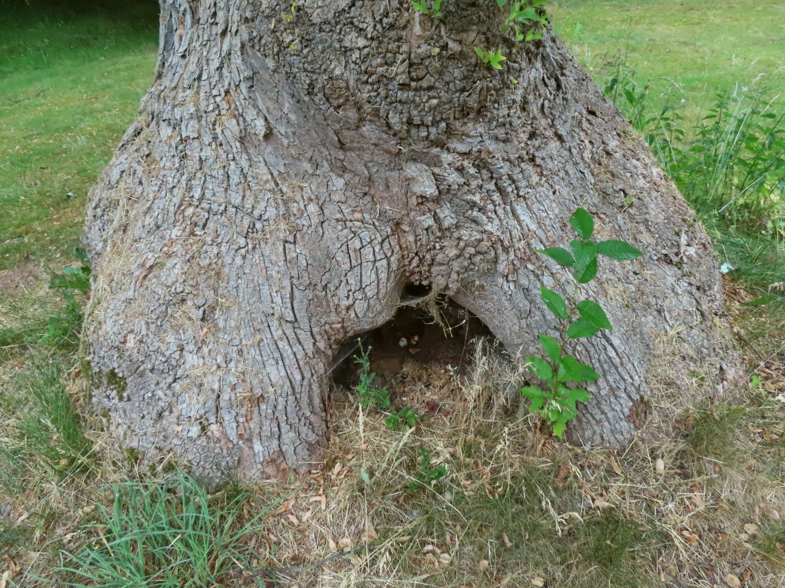 SD166_Tulpenbaum im Schlosspark Reichstädt_Höhle (10/2022)