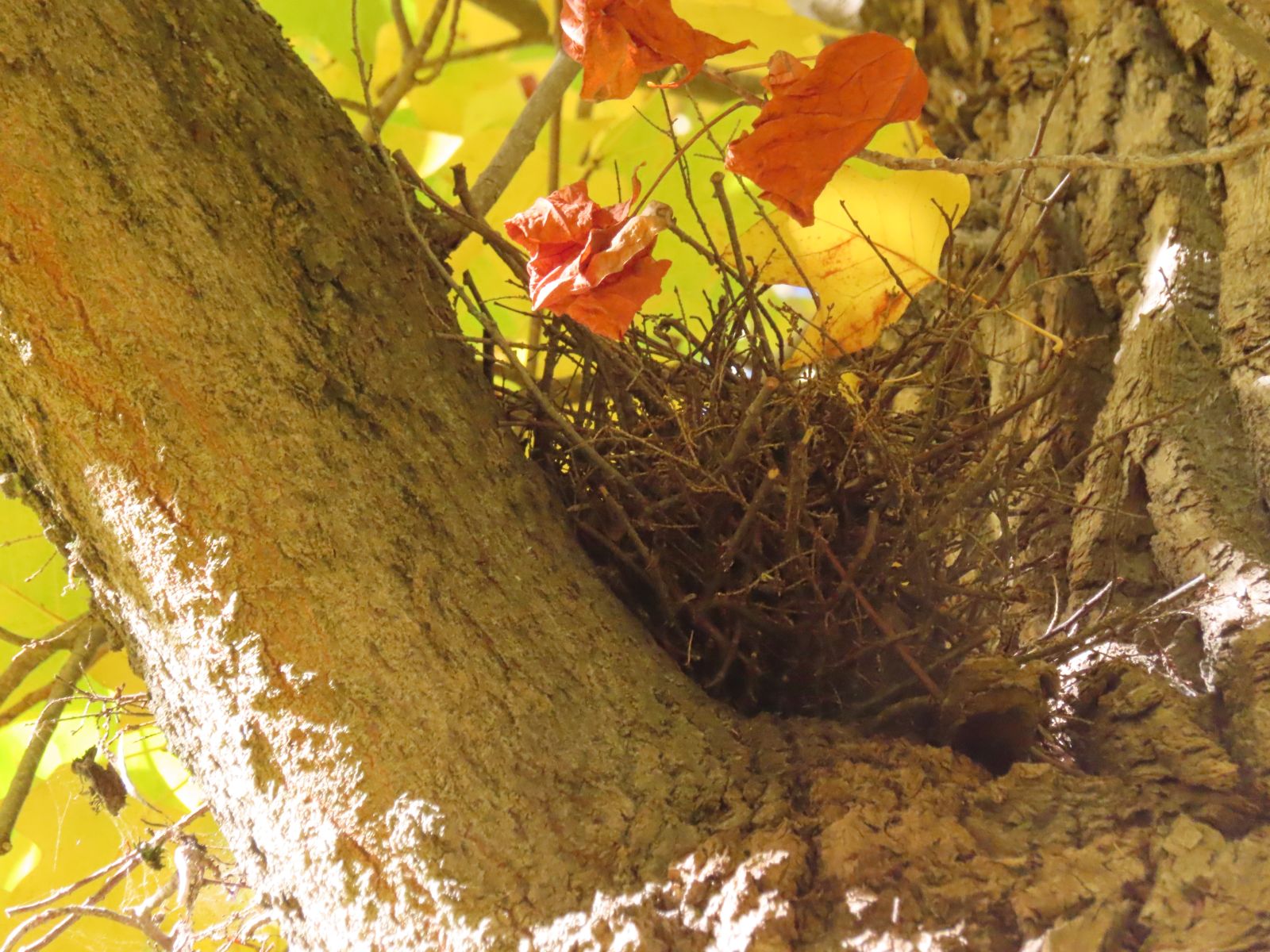 SD166_Tulpenbaum im Schlosspark Reichstädt_Nest_(10/2022)