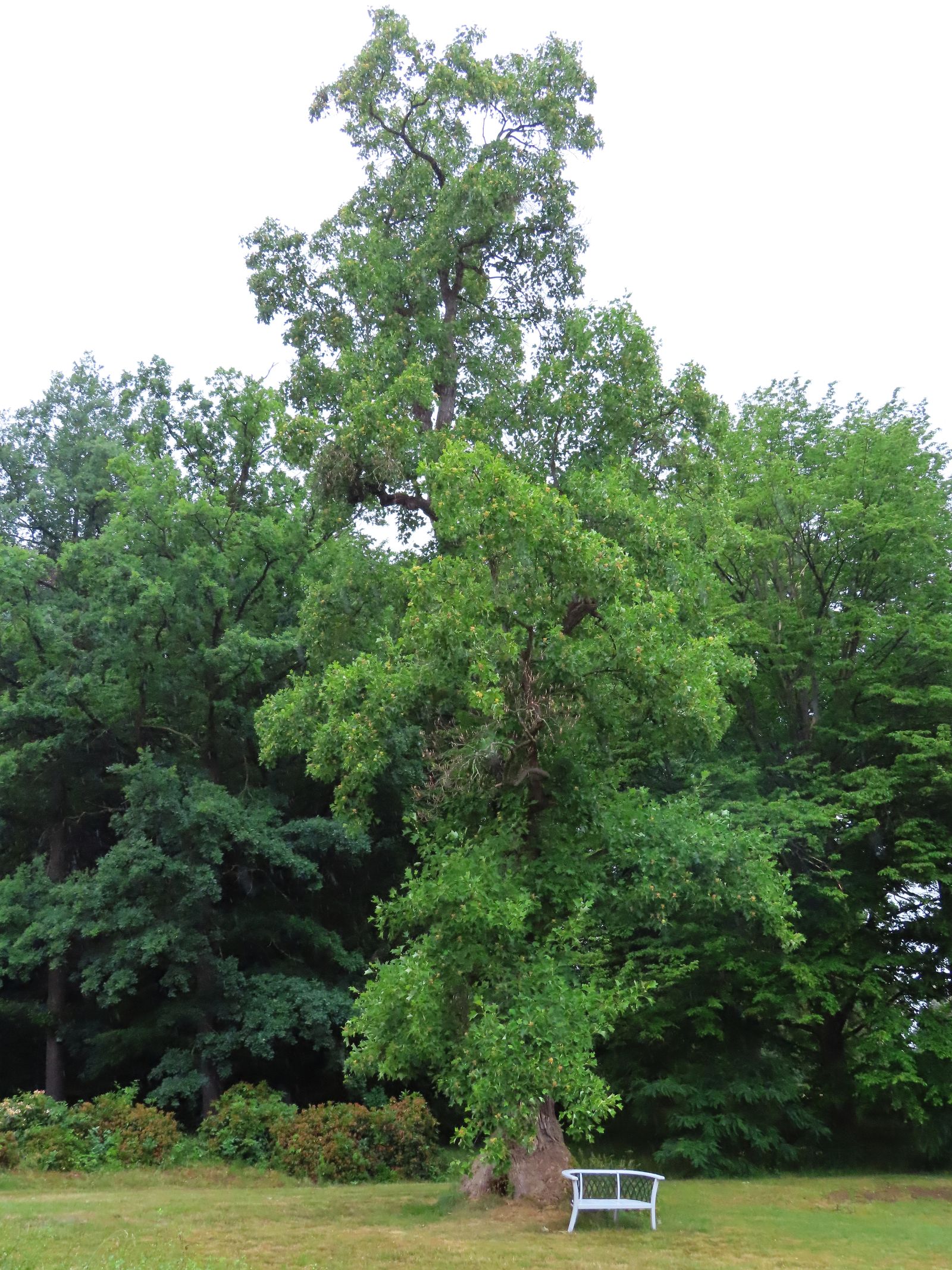 SD166_Sommeraspekt des Tulpenbaums im Schlosspark Reichstädt_(06/2022)