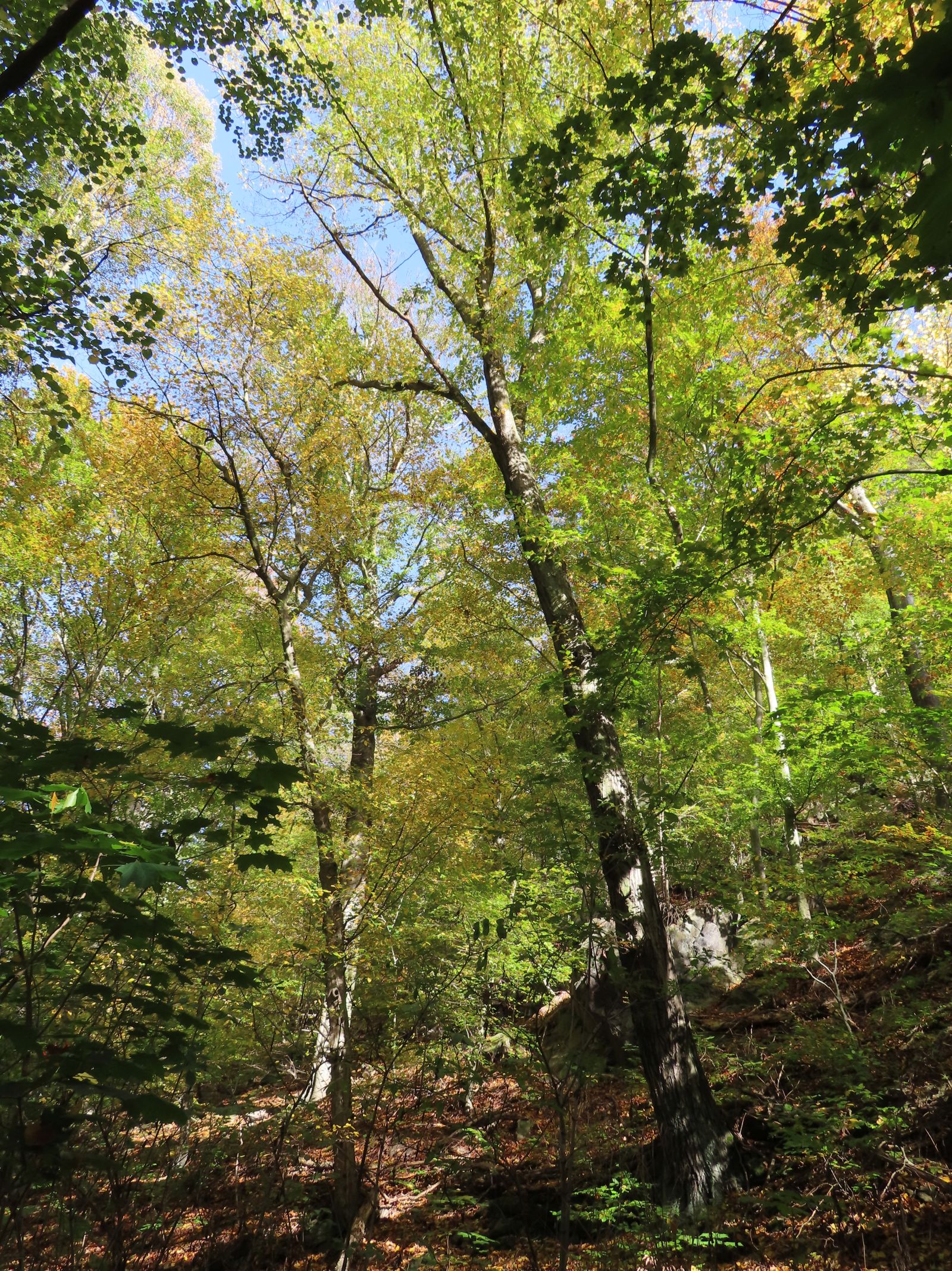 SD169_Herbstaspekt der Hainbuche am Leitenweg (2022)