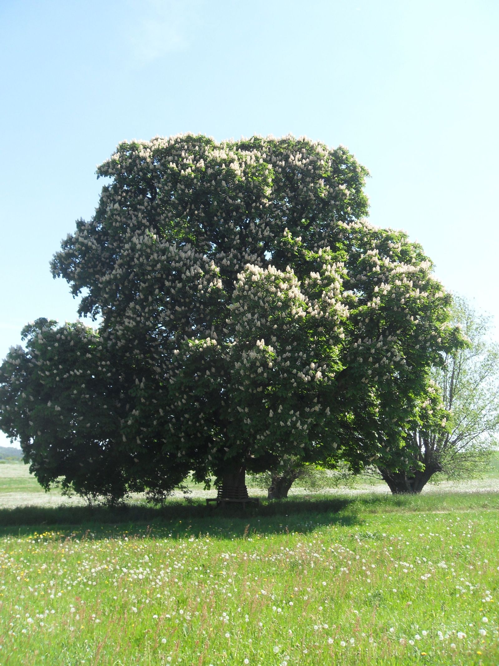 SD171_Rosskastanie bei Reinhardtsgrimma_Blüte (2009)