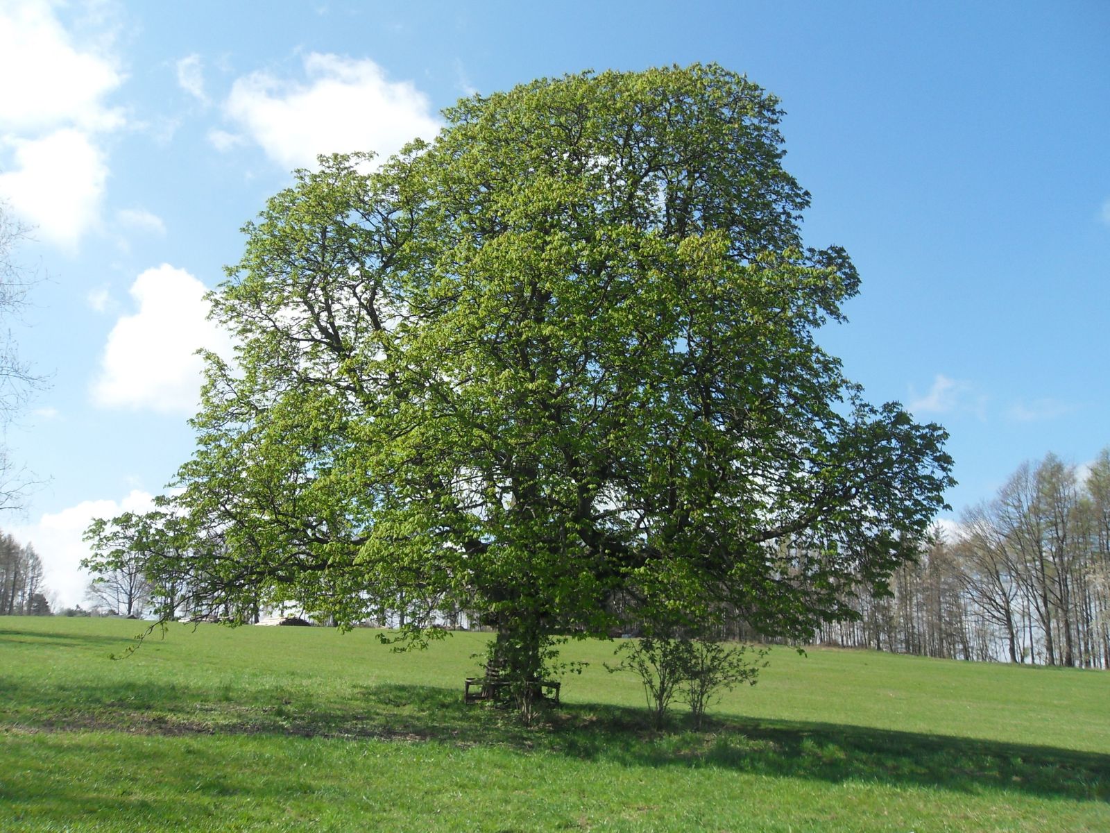 SD171_Frühlingsaspekt der Rosskastanie bei Reinhardtsgrimma (2009)