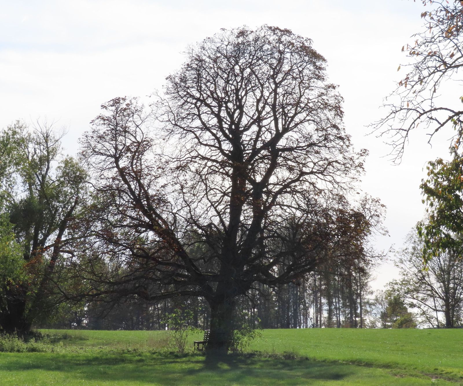 SD171_Winteraspekt der Rosskastanie bei Reinhardtsgrimma (2022)