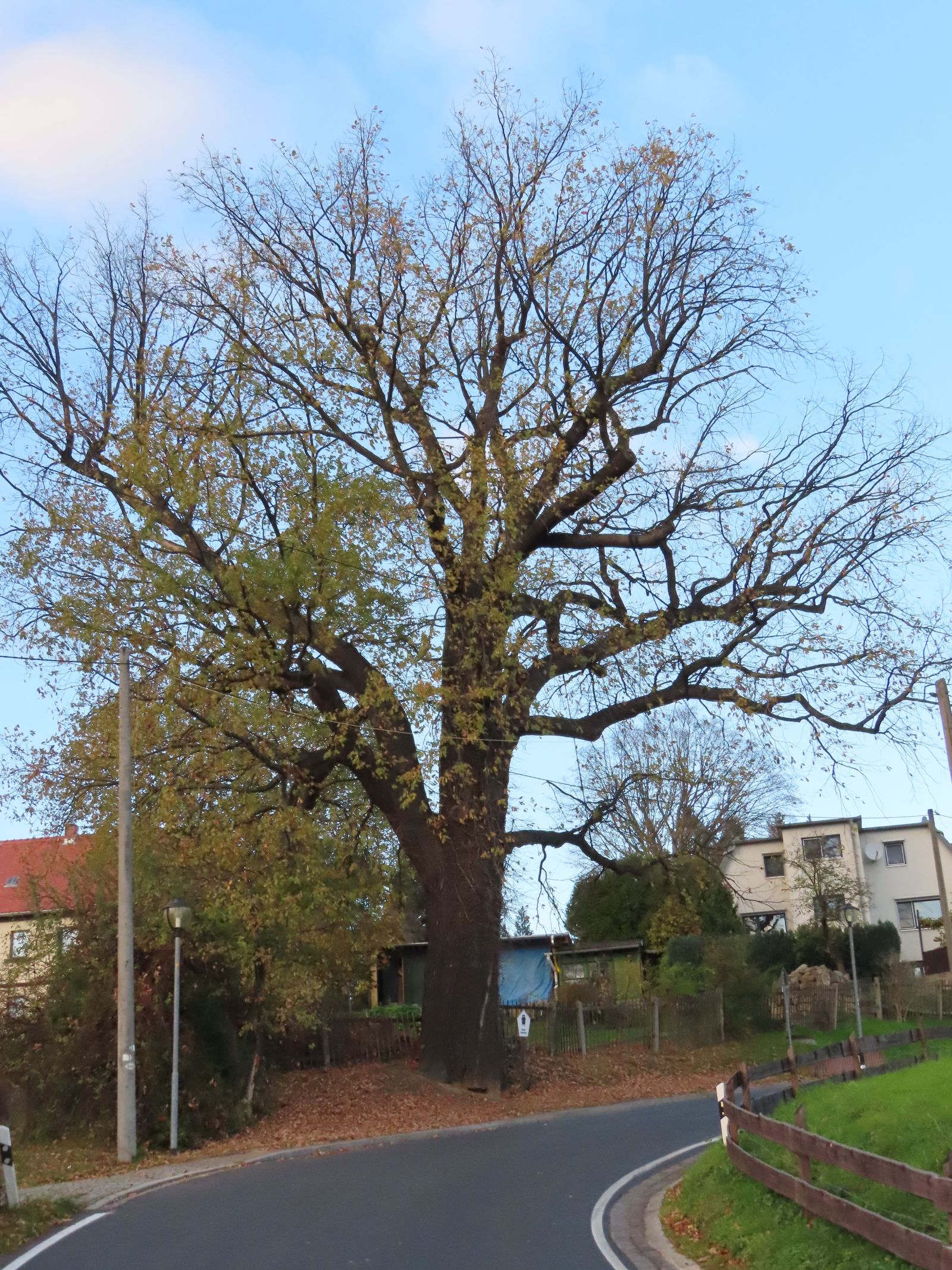 wrk015/SD175_Pesteiche in Freital-Pesterwitz (11/2022)