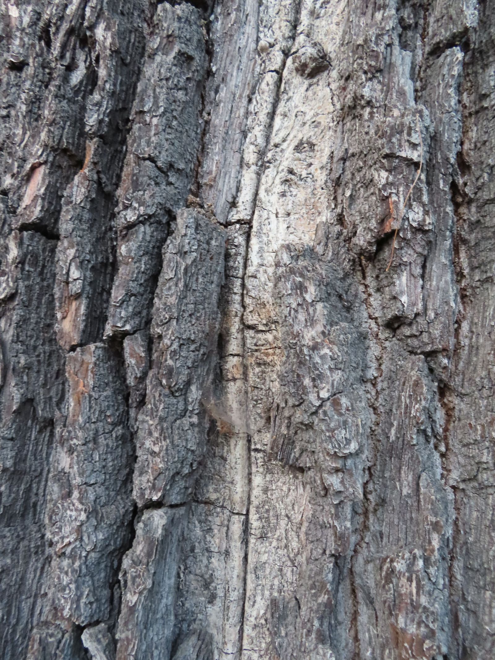 wrk015/SD175_Pesteiche in Freital-Pesterwitz_Blitzrinne (11/2022)
