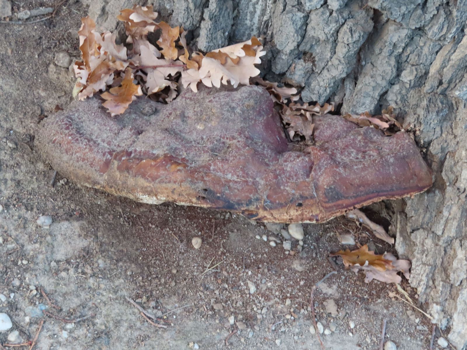 wrk015/SD175_Pesteiche in Freital-Pesterwitz_Porling (11/2022)