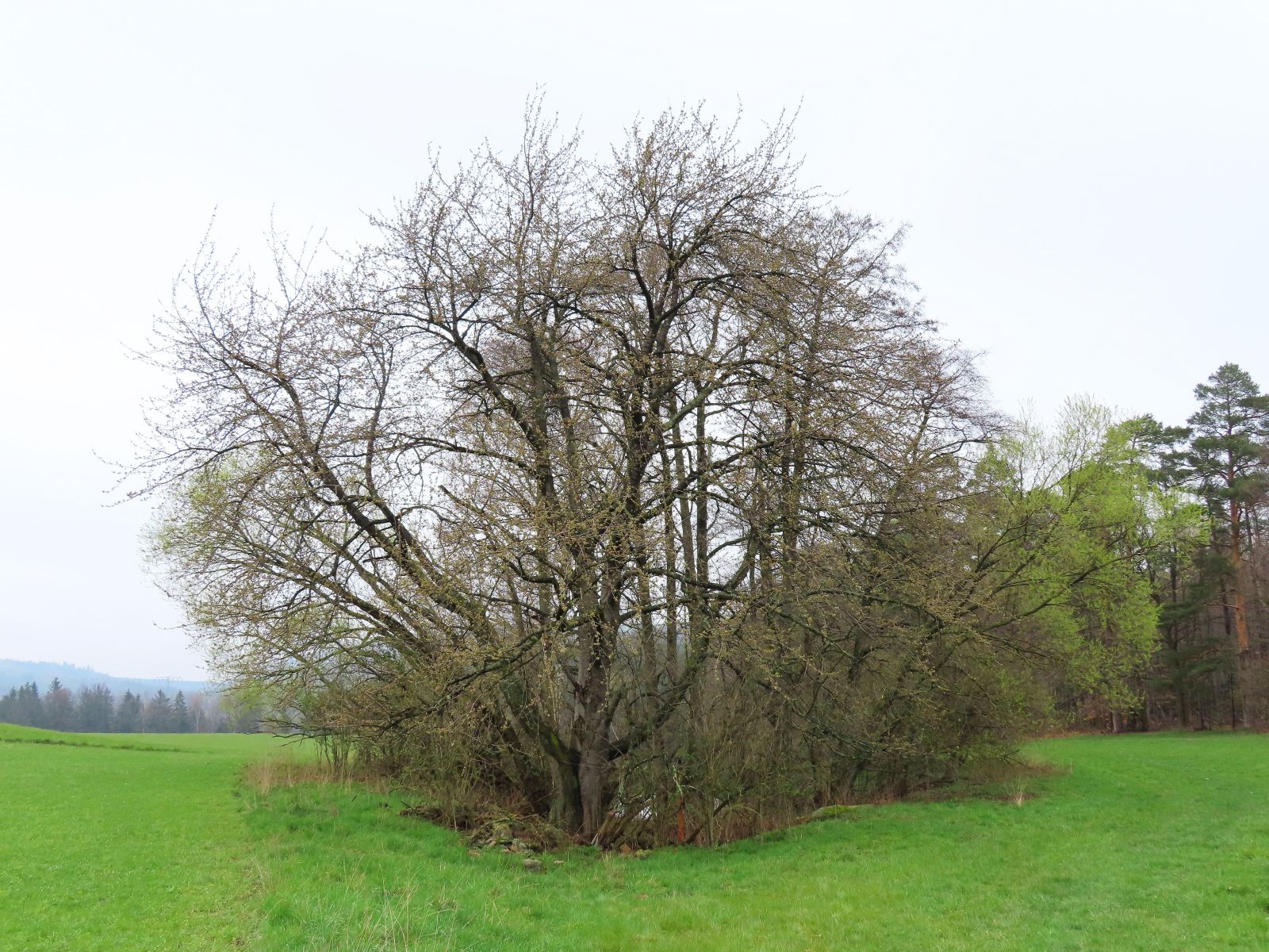 SD177_Wildkirsche bei Reinhardtsgrimma (2022)