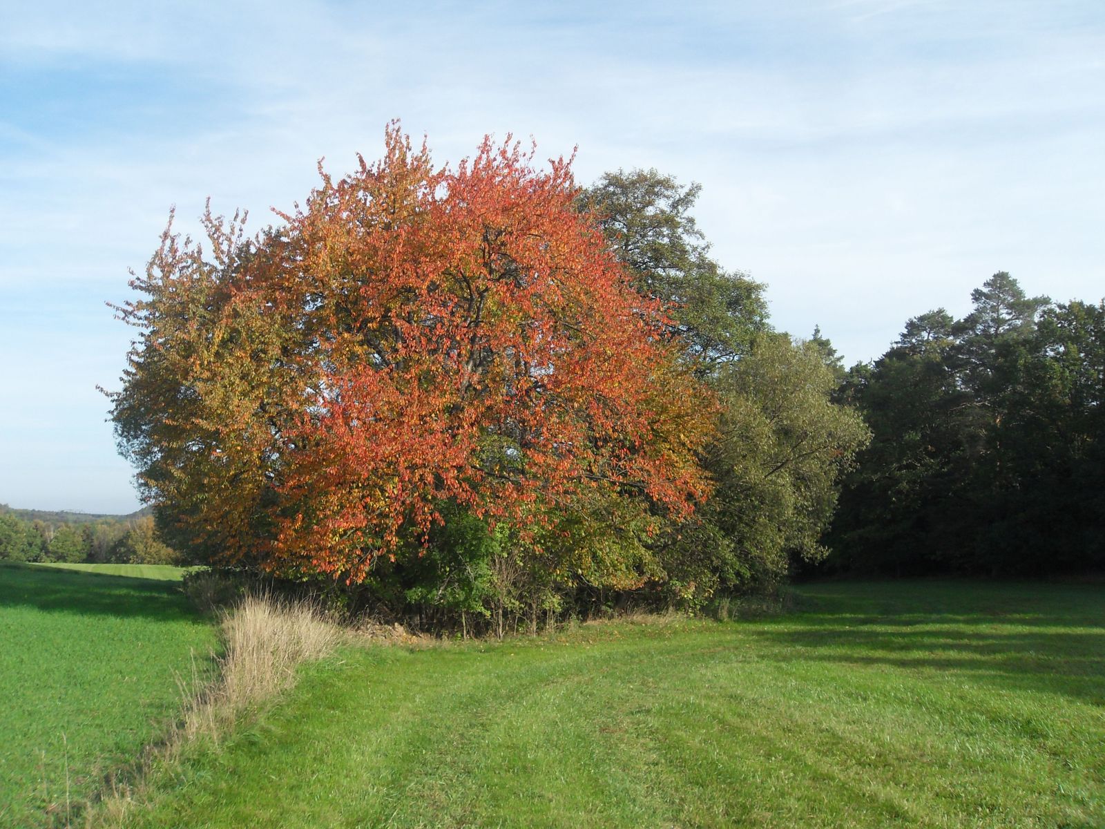 SD177_Herbstaspekt der Wildkirsche bei Reinhardtsgrimma (2022)
