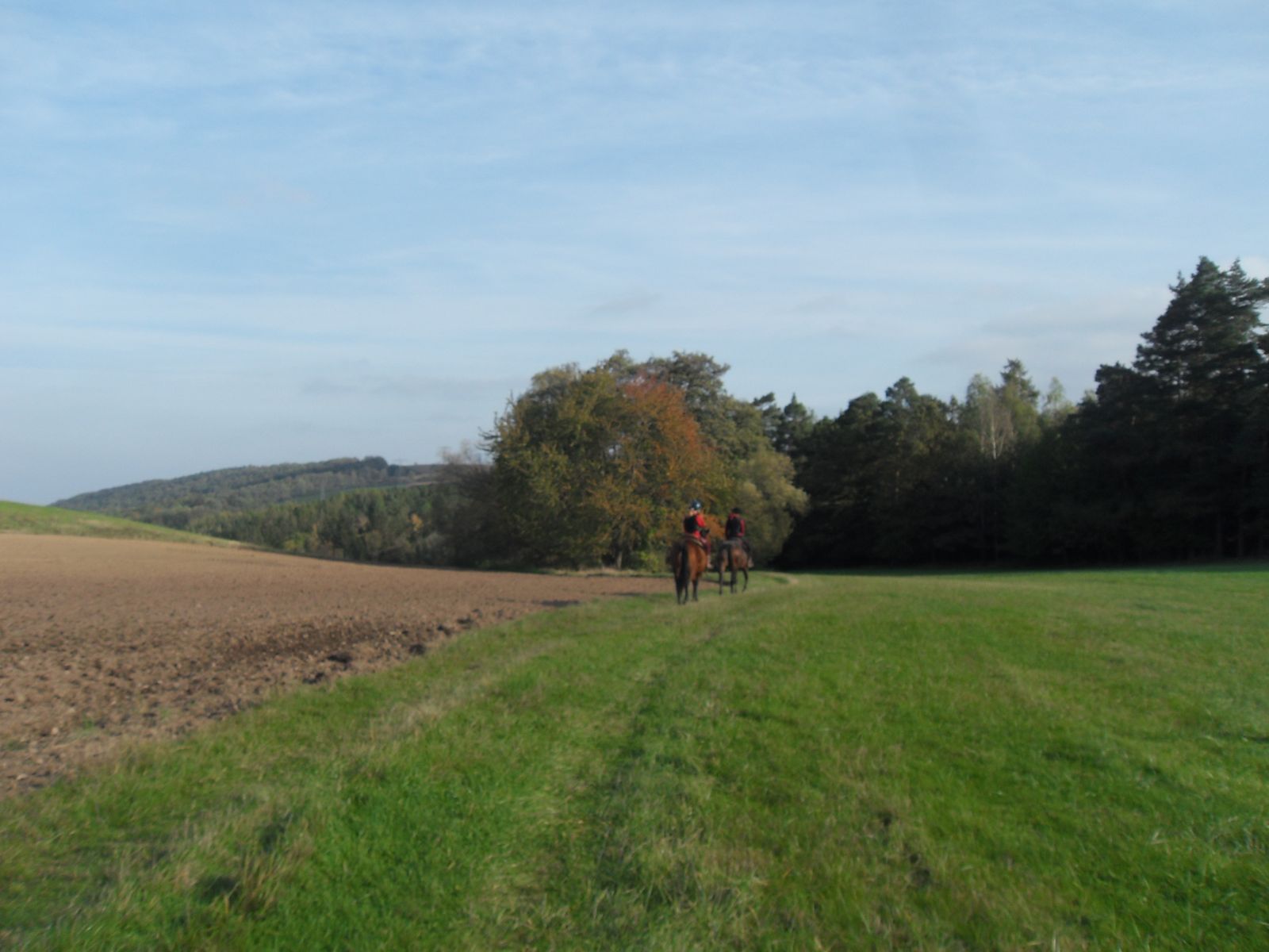 Wildkirsche bei Reinhardtsgrimma