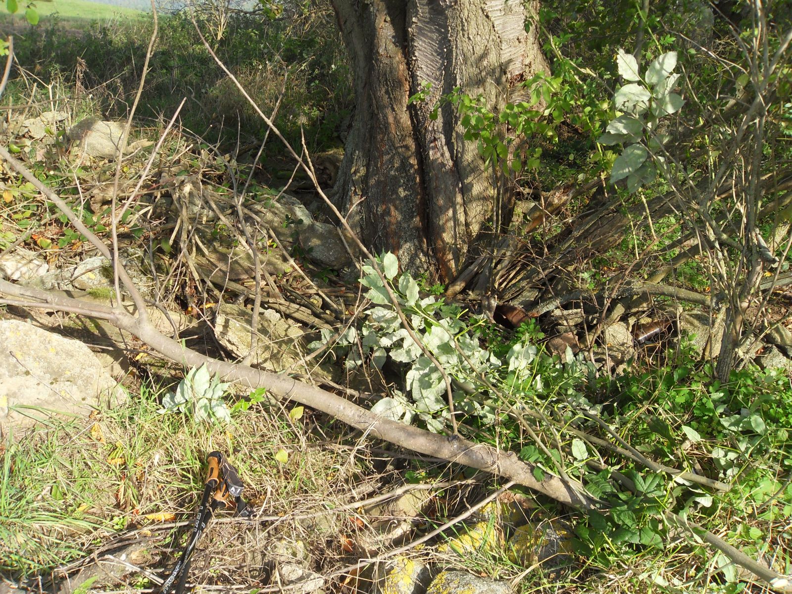 Wildkirsche bei Reinhardtsgrimma / Esche