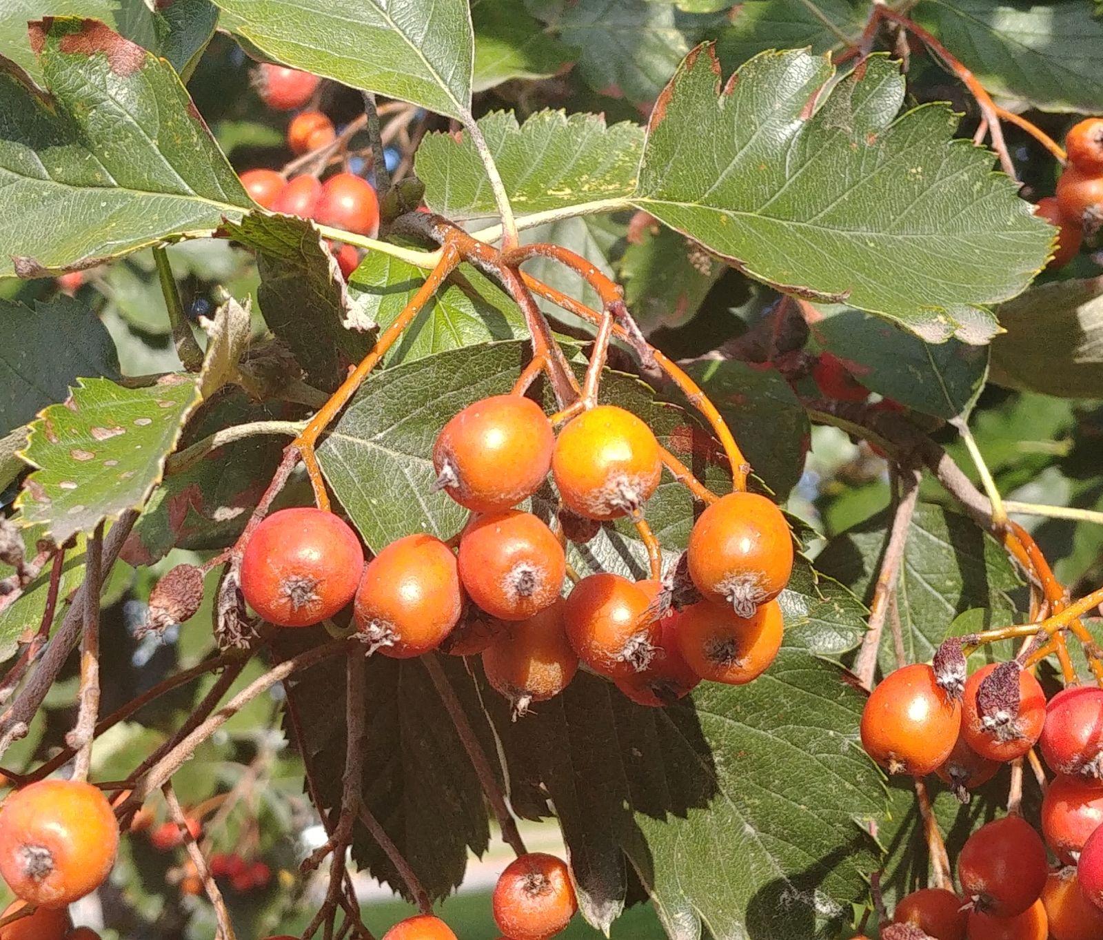 Blüte Sorbus intermedia Neu