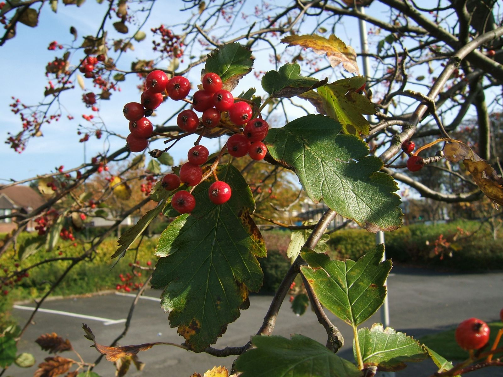 Früchte Mehlbeere