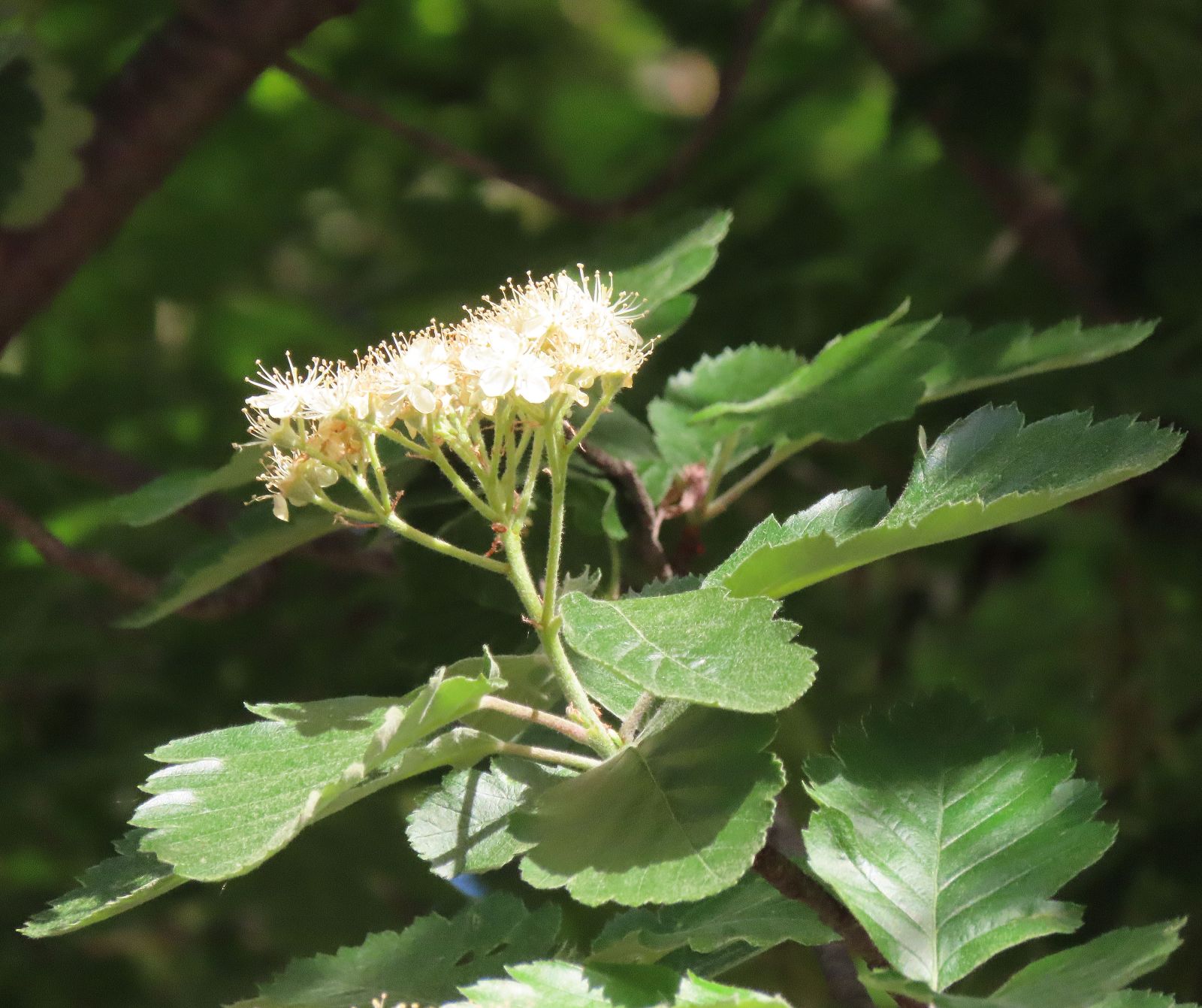 Blüte Sorbus intermedia