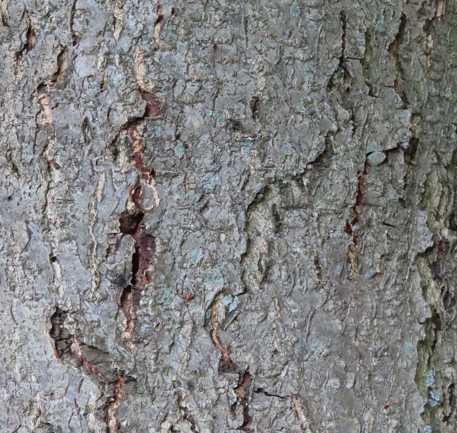 Borke Sorbus intermedia