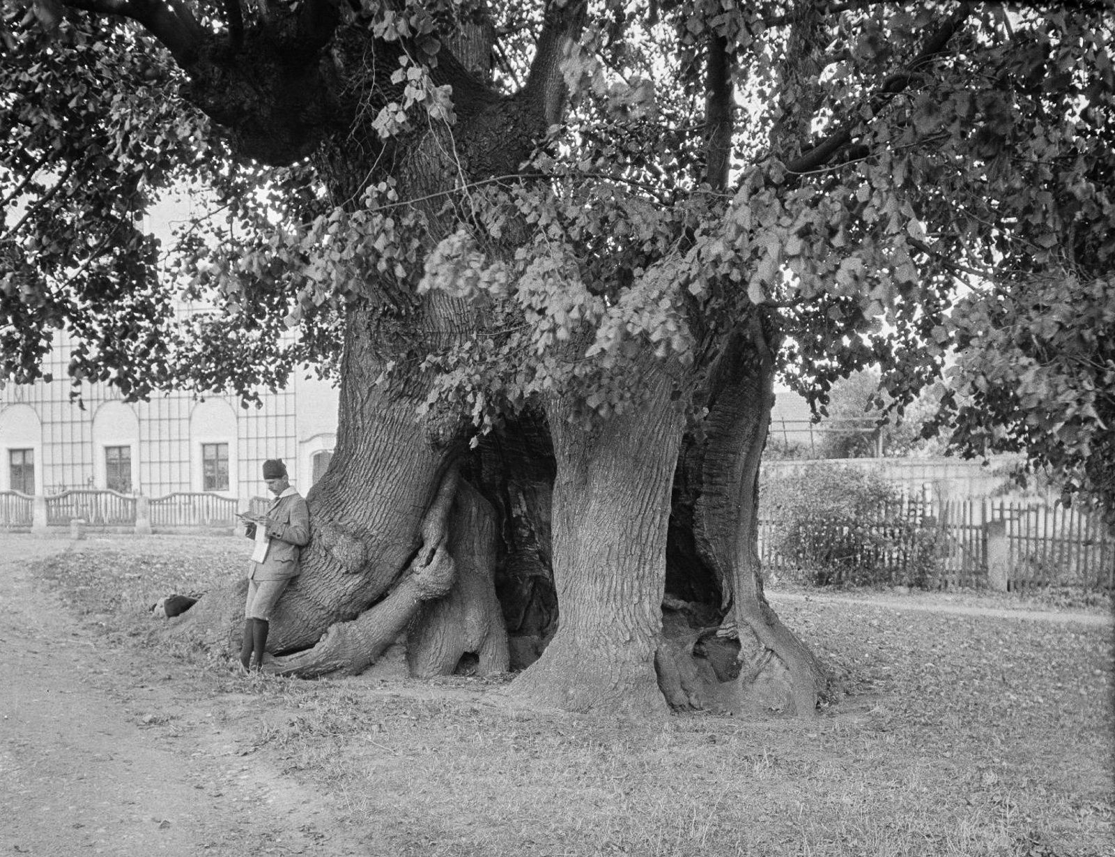 ssz014/MS102_Schmorsdorfer Linde um 1914