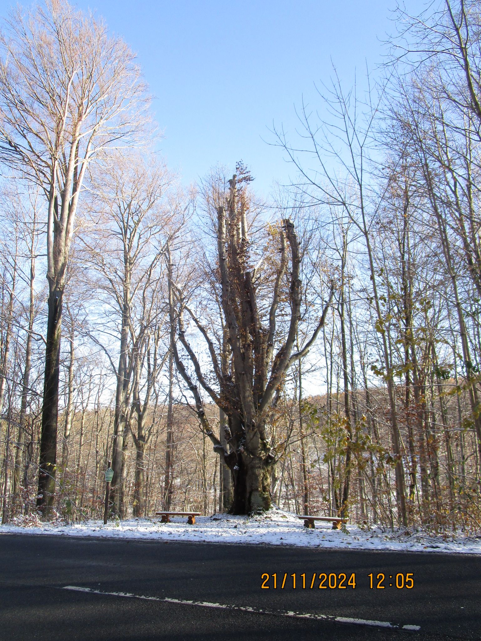 Prachtbuche bei der Panoramahöhe Berggießhübel