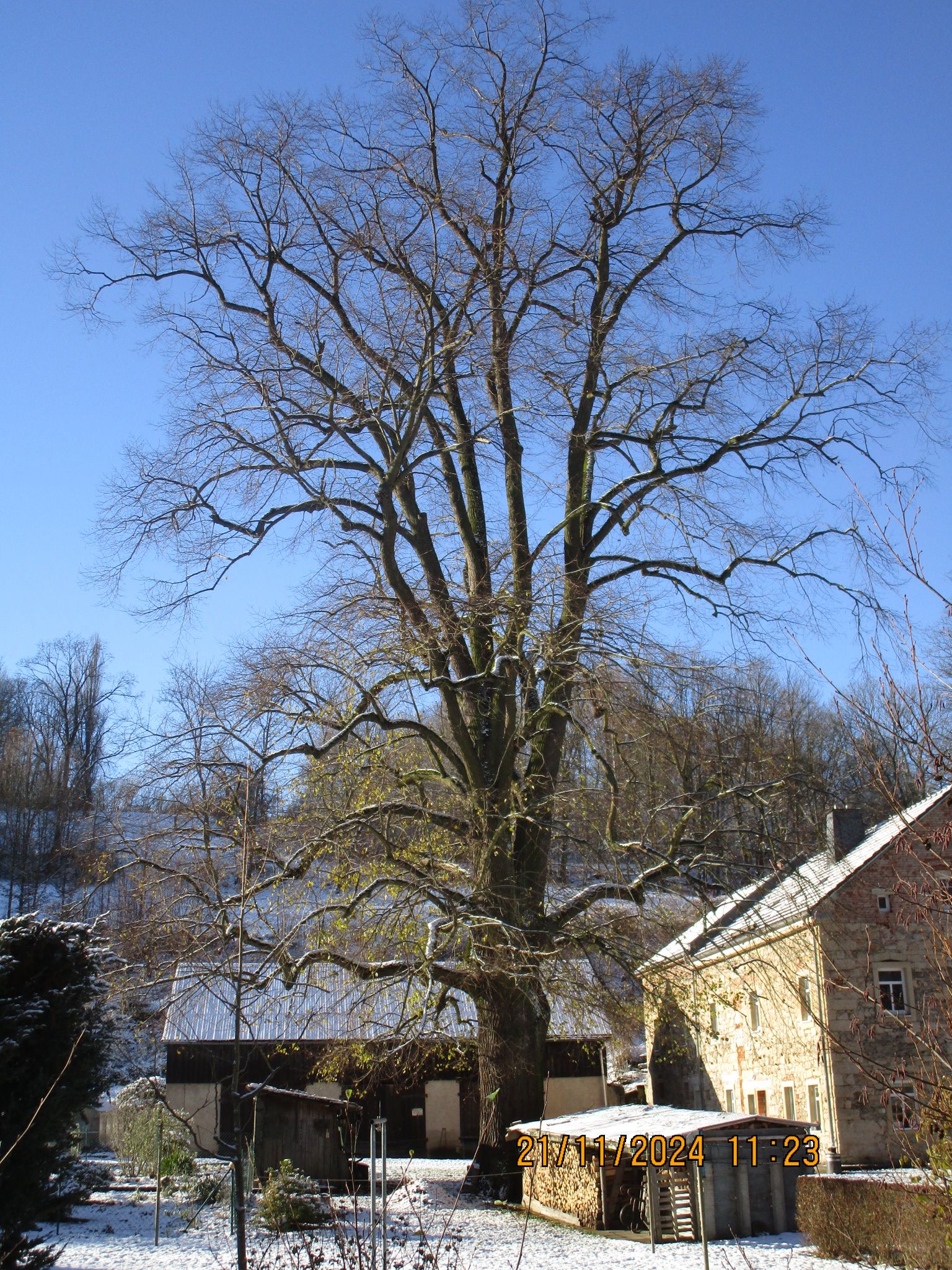 ND Hoflinde an der Fischermühle in Hartmannsbach