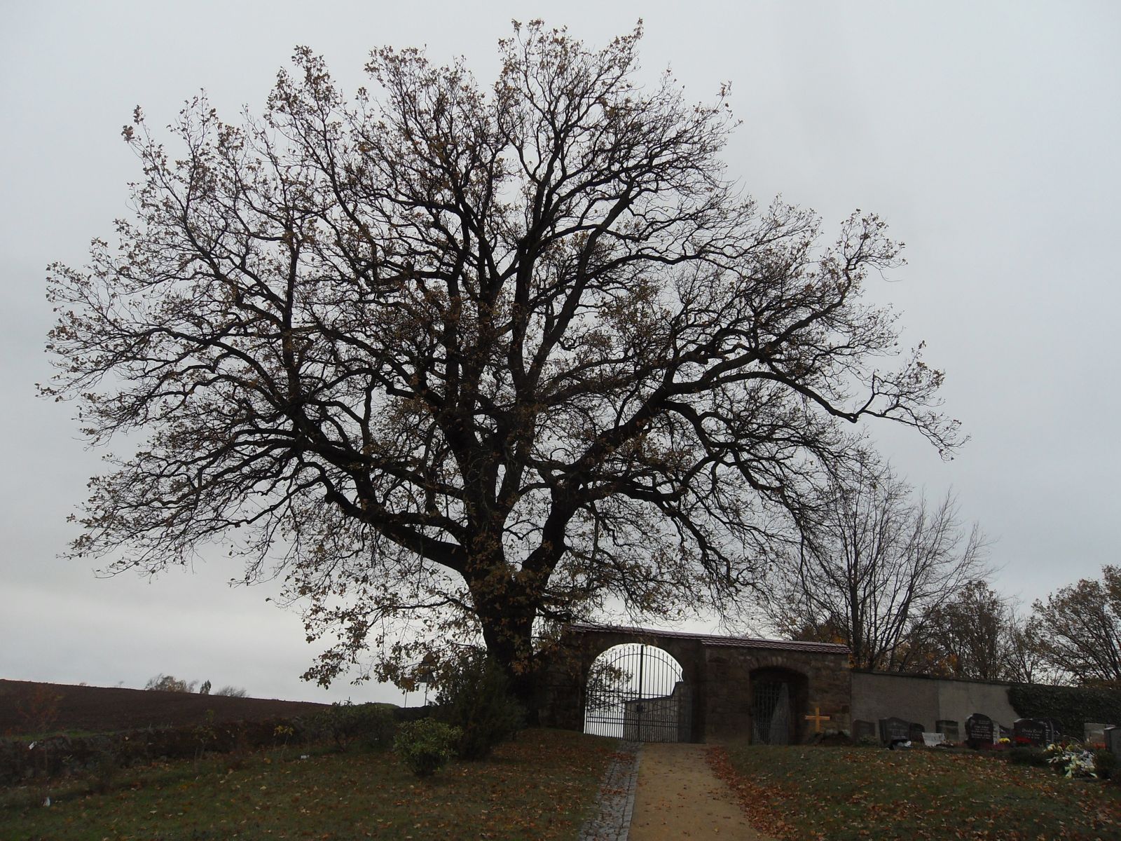 Drei Bäume auf dem Friedhof Reinhardtsgrimma: Stiel-Eiche