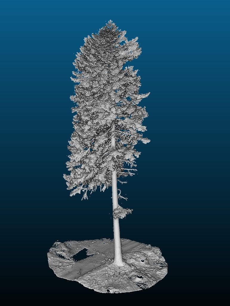 jens006_Weiß-Tanne an der Angermannmühle