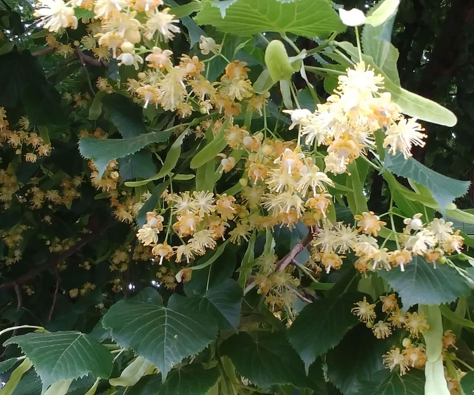 Blüten Holländische Linde