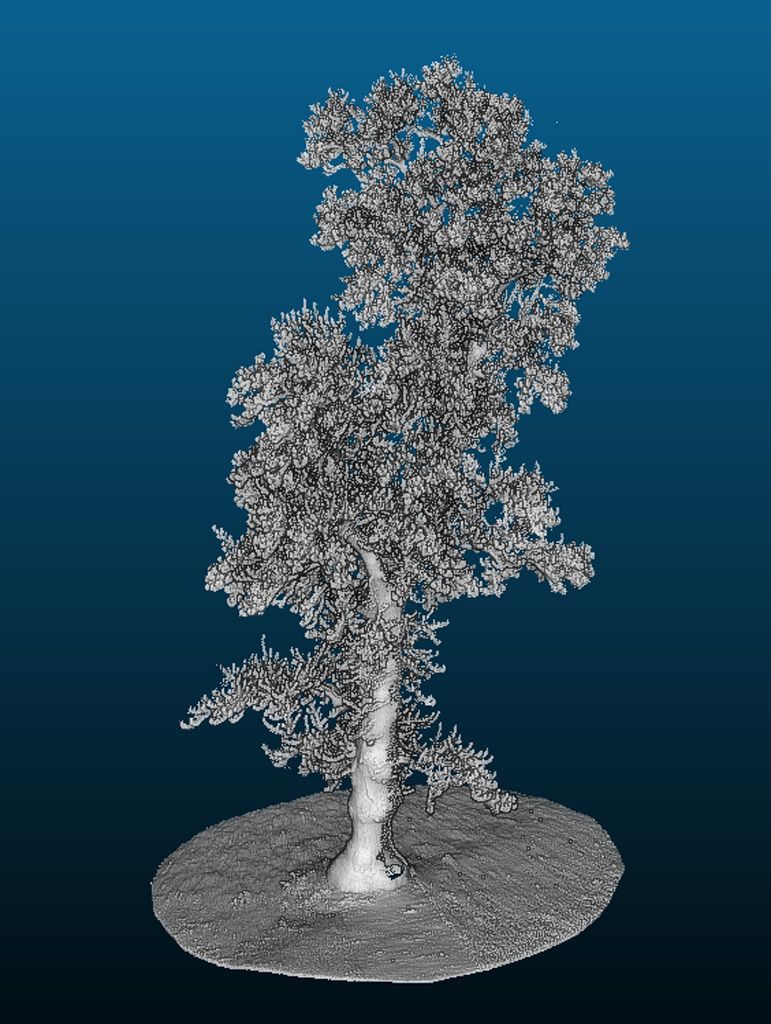 SD166_Terrestrischer Laserscan des Tulpenbaums im Schlosspark Reichstädt_(06/2022)