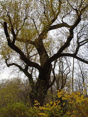 Weidenpaar am Schlüsselteich Freiberg