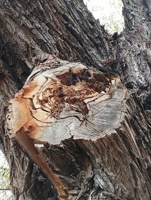Weidenpaar am Schlüsselteich Freiberg