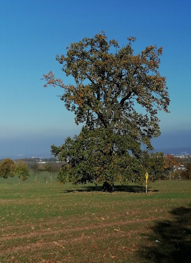 Stieleiche am Weg zum Lerchenberg westlich Börnchen / Baum