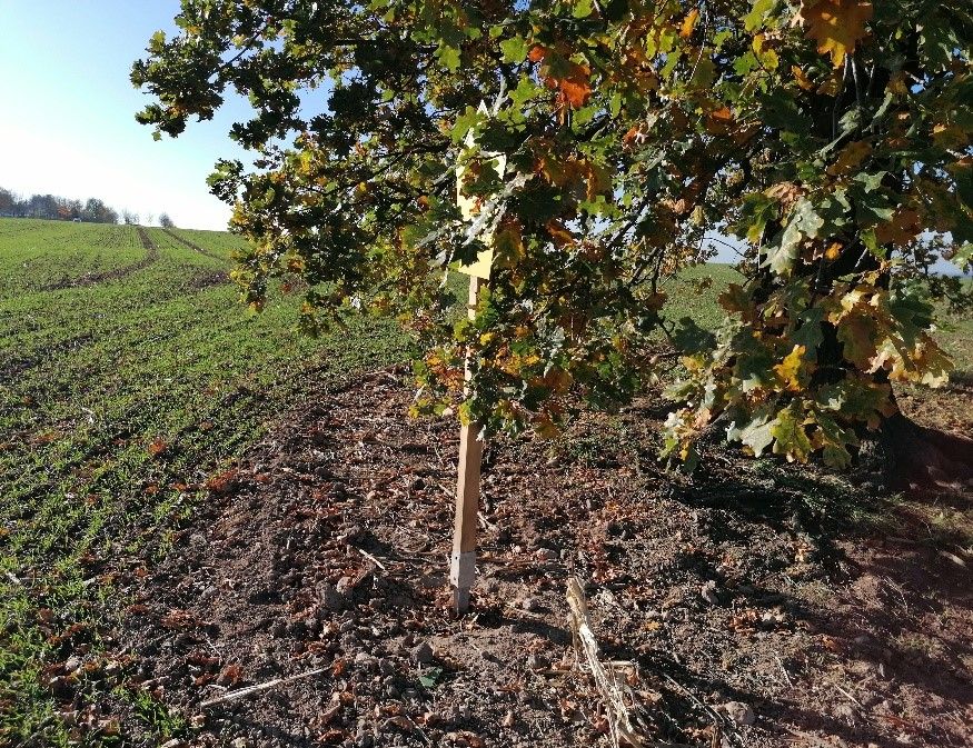 Stieleiche am Weg zum Lerchenberg westlich Börnchen / Wurzelbereich