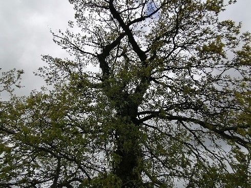 Stieleiche am Weg zum Lerchenberg westlich Börnchen / Baumkrone