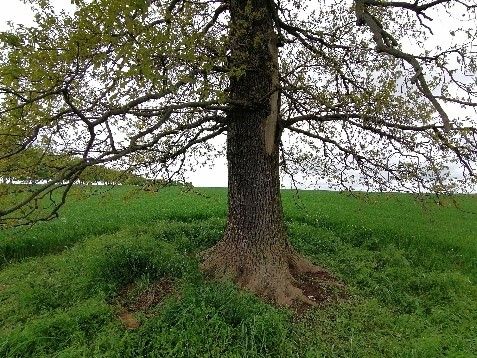 Stieleiche am Weg zum Lerchenberg westlich Börnchen / Baumstamm & Wurzel