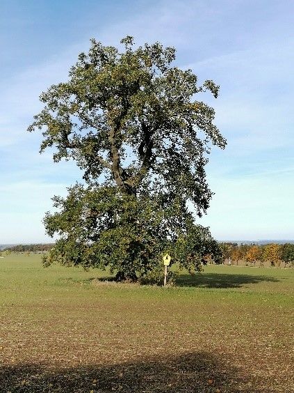Stieleiche am Weg zum Lerchenberg westlich Börnchen