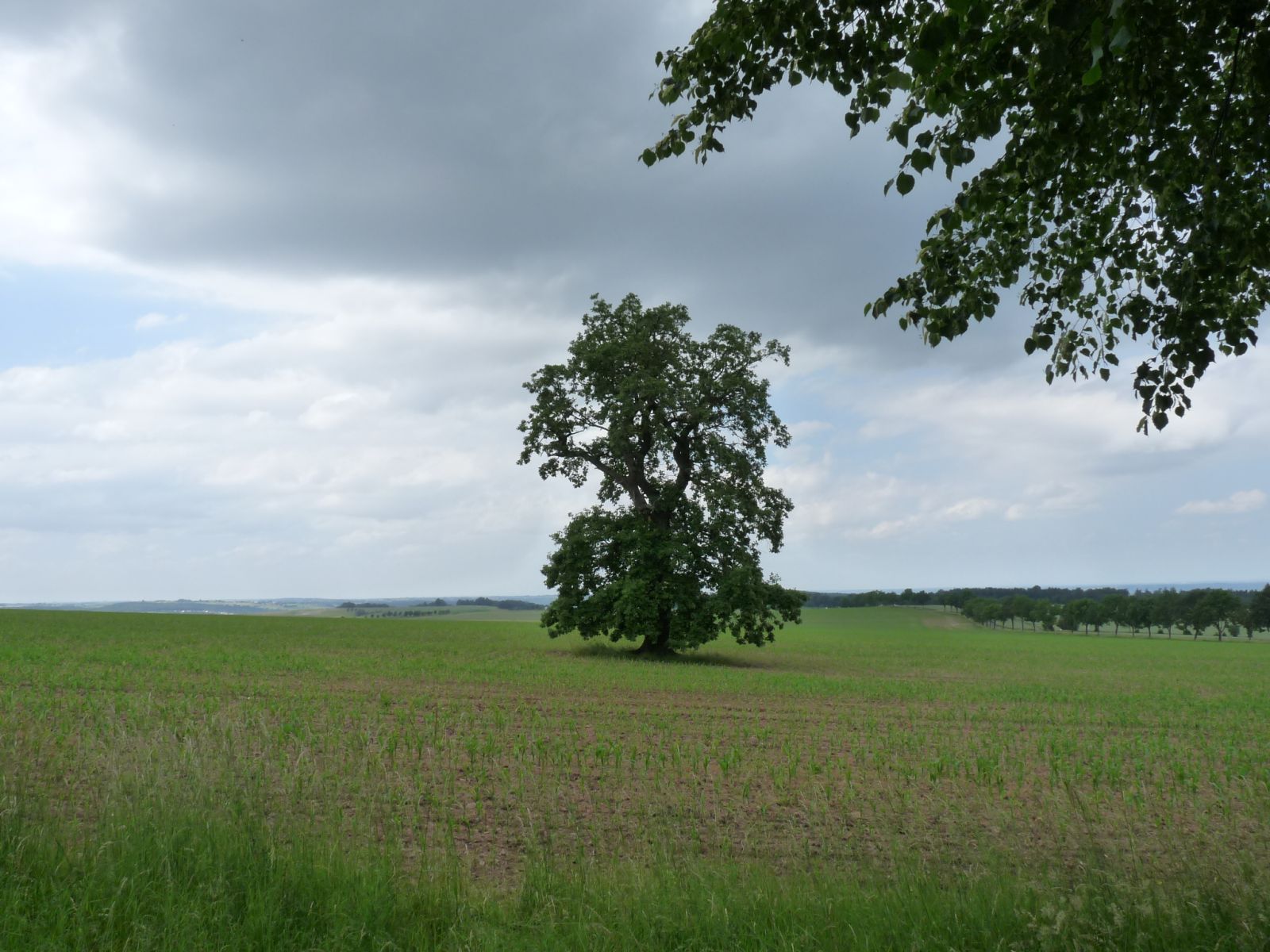 wrk106_Stieleiche Lerchenberg_Standort (2024/06)