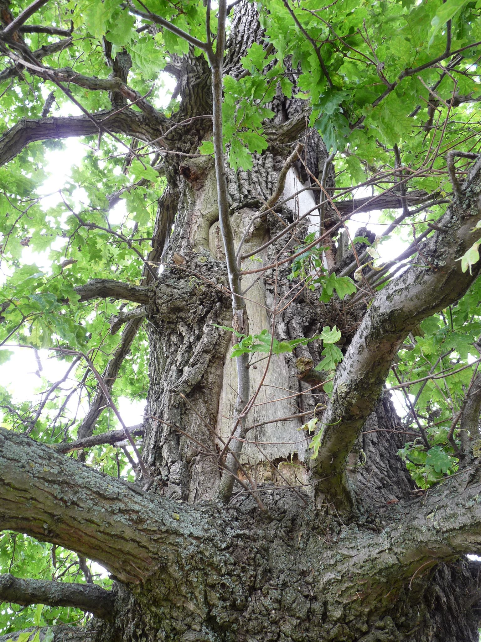 wrk106_Stieleiche Lerchenberg_Stammverletzung (2024/06)