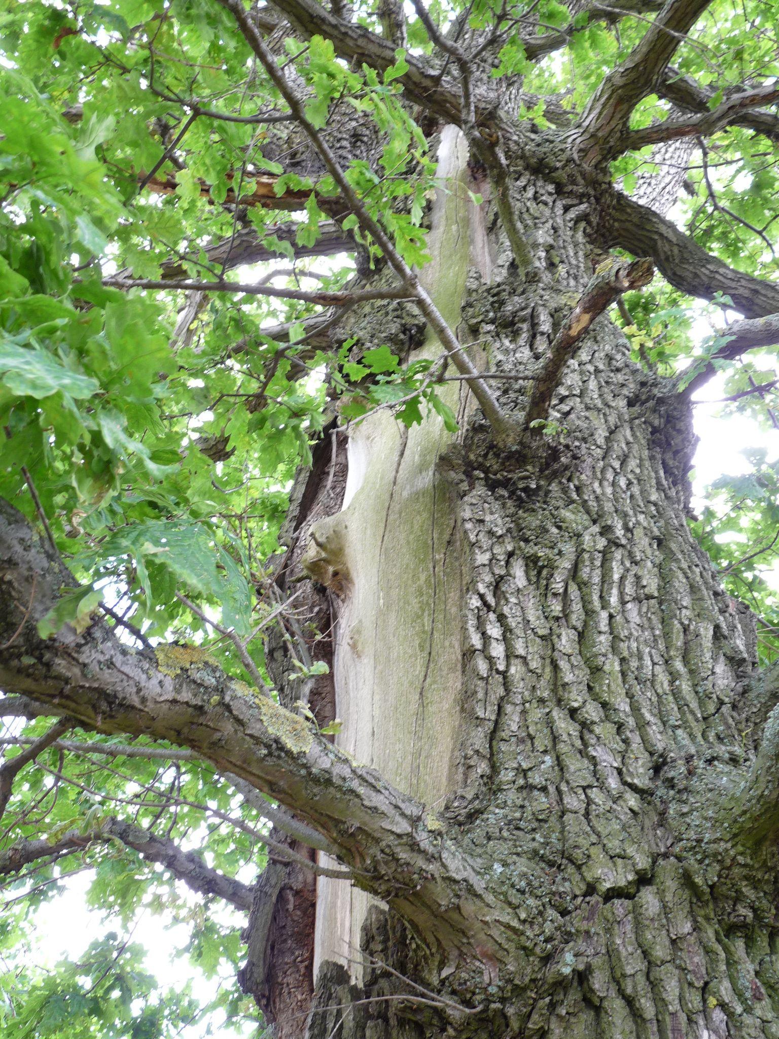 wrk106_Stieleiche Lerchenberg_Stammverletzung Seite (2024/06)