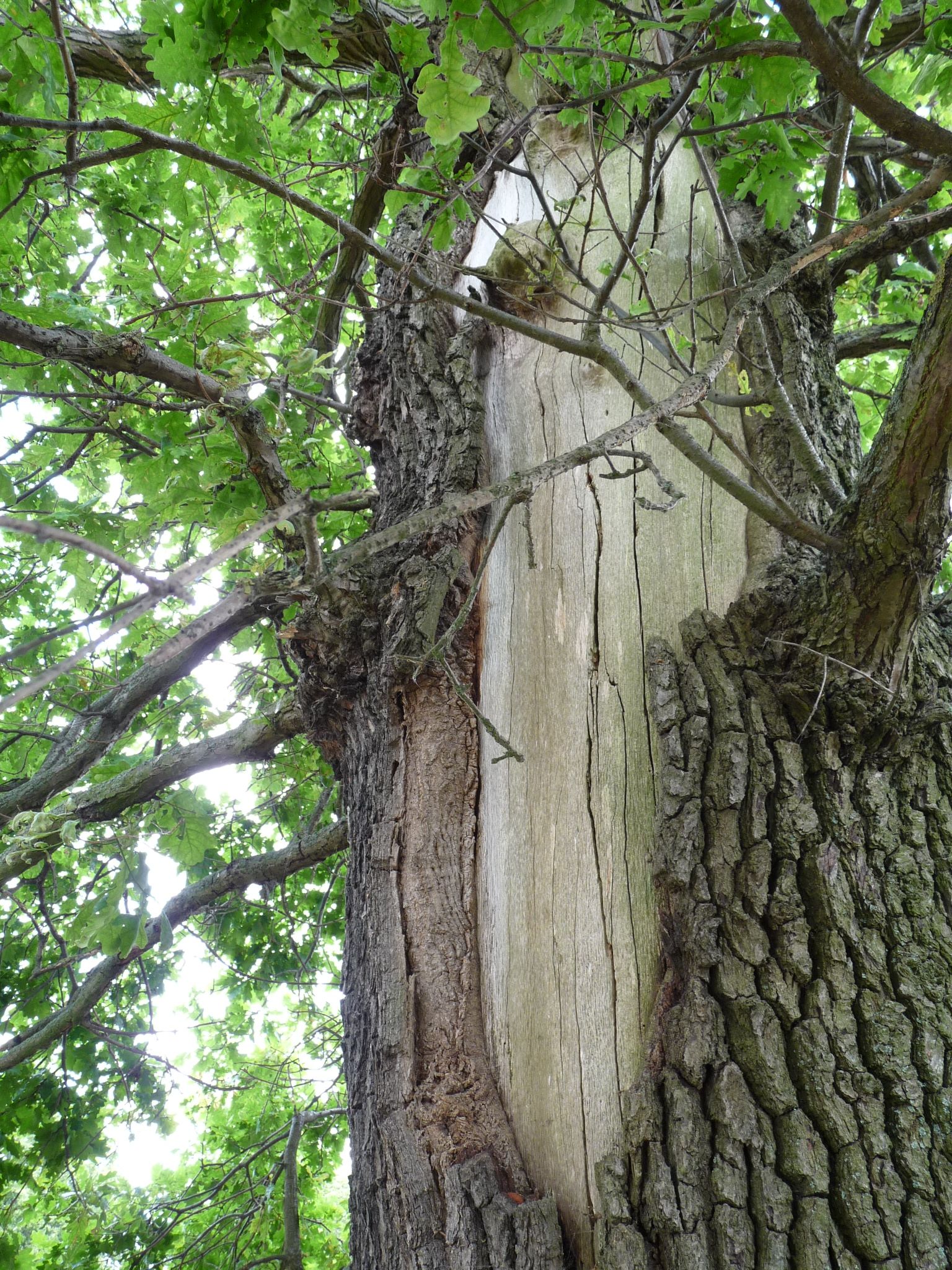 wrk106_Stieleiche Lerchenberg_Stammverletzung nah (2024/06)