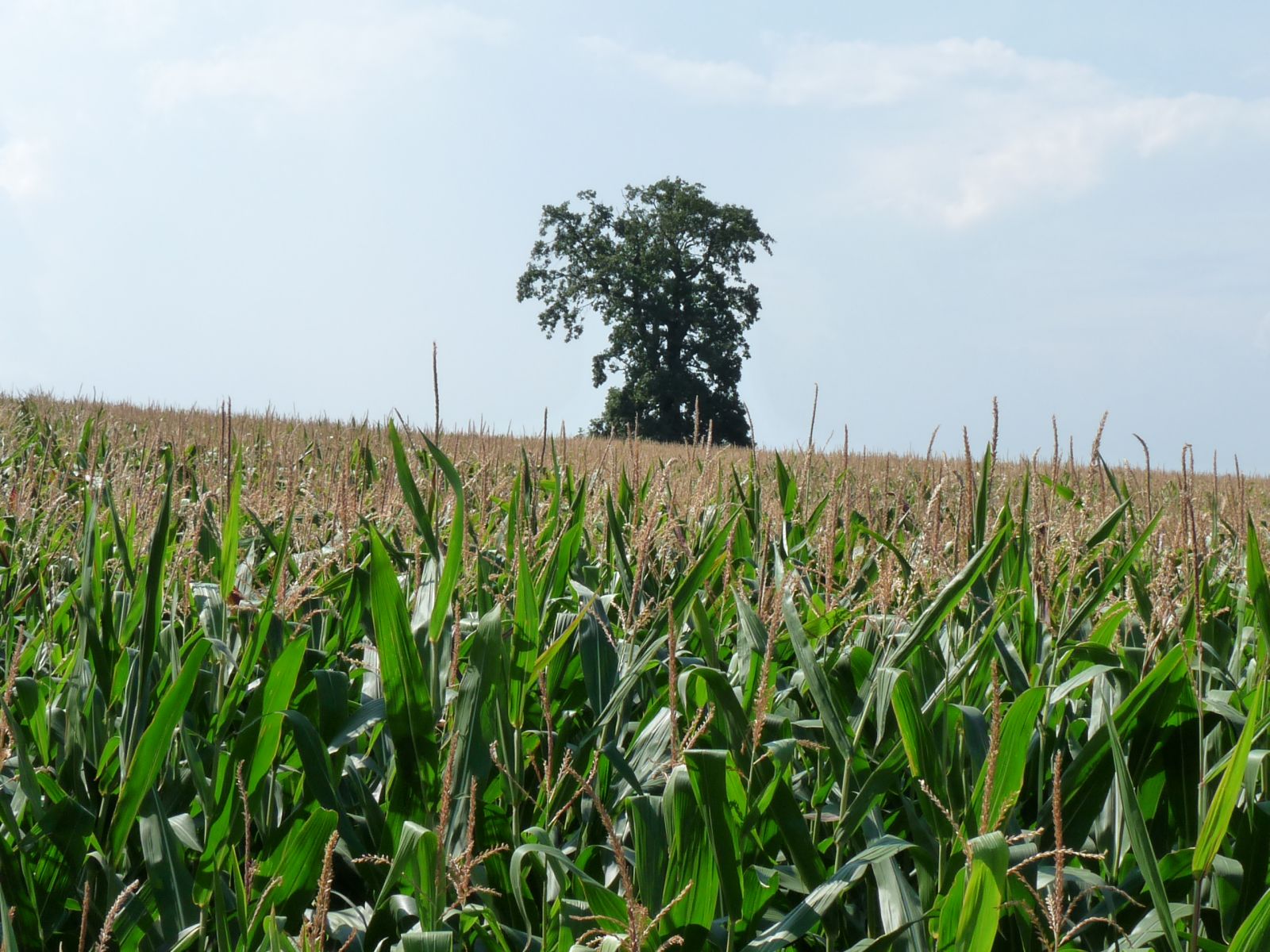 wrk106_Stieleiche Lerchenberg_Maisfeld (2024/09)