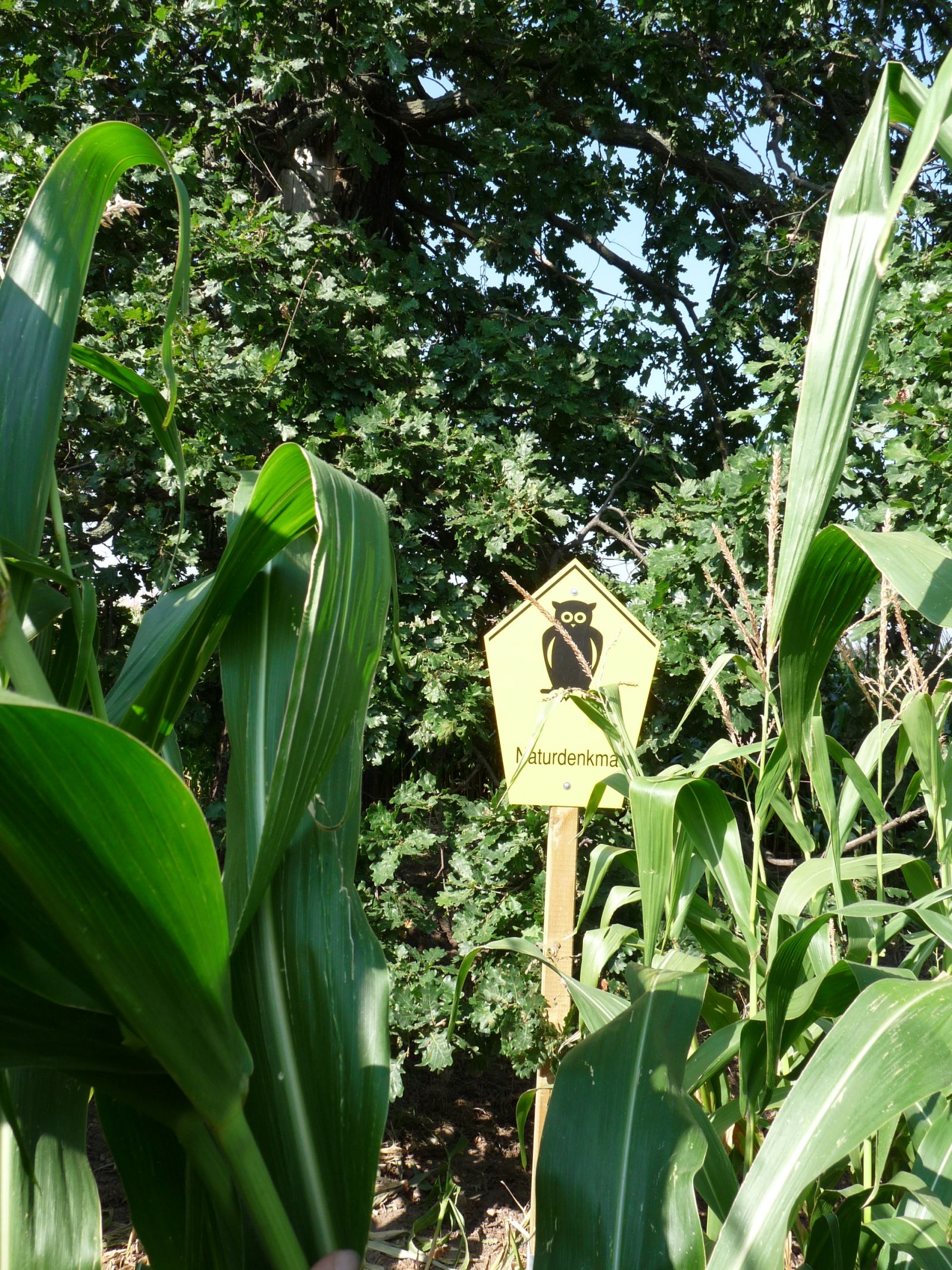 wrk106_Stieleiche Lerchenberg_Beschilderung (2024/09)