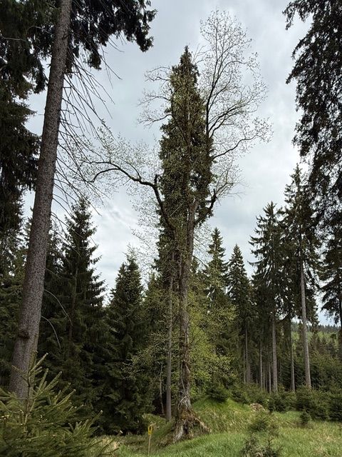 Berg-Ulme am Gießhübel bei Rehefeld