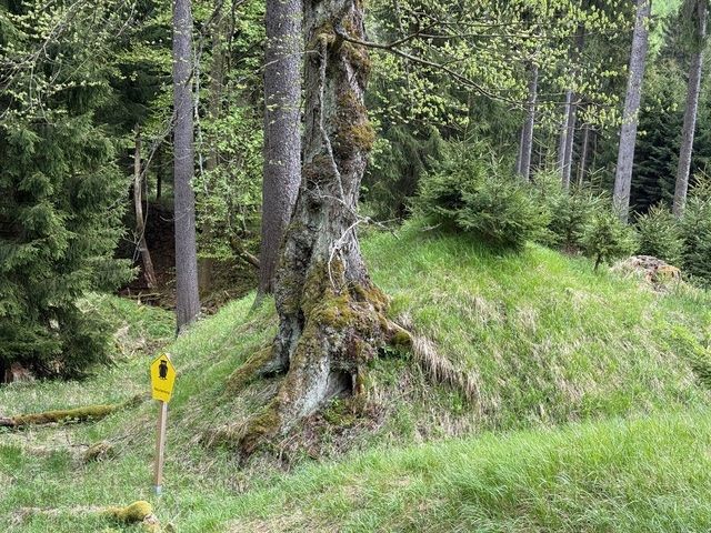 Berg-Ulme am Gießhübel bei Rehefeld ND Schild