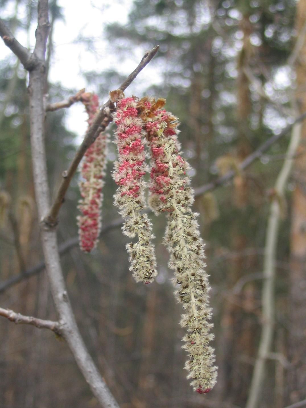 Foto: Sergey M. Sazhin/wikimedia