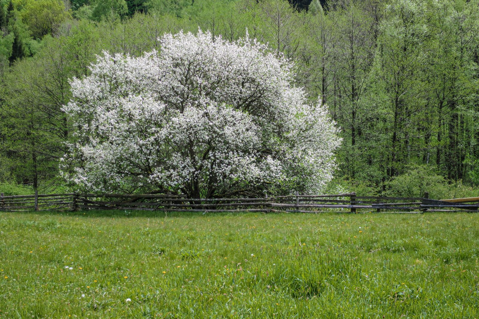 Wild-Apfel auf den Bielatal Biotopen mit Frühjahrsblüte