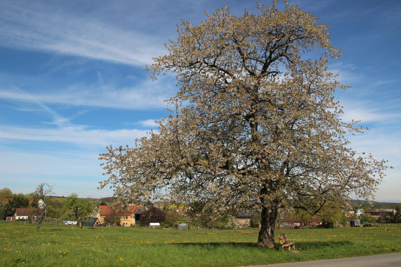 Kirsche am östlichen Ortsrand Cunnersdorf (Glashütte)