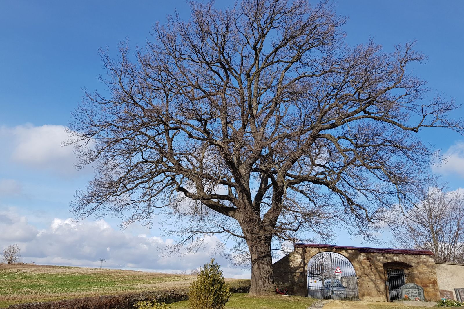 Naturdenkmal Drei Bäume auf dem Friedhof Reinhardtsgrimma (Stiel-Eiche)
